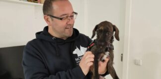 Educación canina a domicilio en Alcorcón: una forma consciente de mejorar la convivencia con tu perro