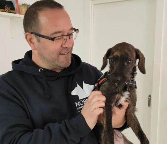 Educación canina a domicilio en Alcorcón: una forma consciente de mejorar la convivencia con tu perro