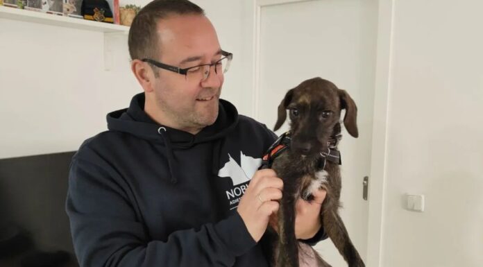 Educación canina a domicilio en Alcorcón: una forma consciente de mejorar la convivencia con tu perro