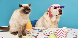 Una tarde con música y mascotas: así será la jornada de San Antón en Alcorcón