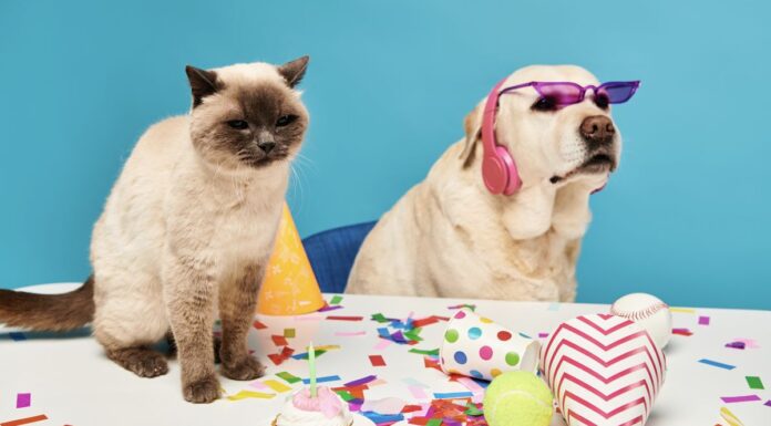 Una tarde con música y mascotas: así será la jornada de San Antón en Alcorcón Una tarde con música y mascotas: así será la jornada de San Antón en Alcorcón