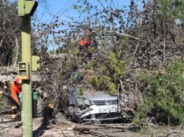 El sábado dejó varios sustos en Alcorcón: árboles arrancados y avisos por olor a gas