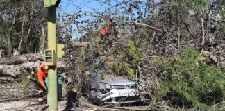 El sábado dejó varios sustos en Alcorcón: árboles arrancados y avisos por olor a gas