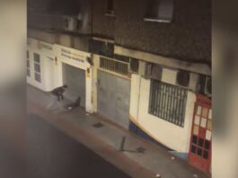 Pelea con lanzamiento de piedras ante un supuesto narcolocal en Alcorcón