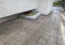 Capítulo dos en las quejas sobre Parque Mayor: los vecinos de Alcorcón piden soluciones urgentes