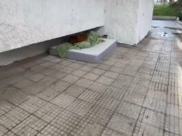 Capítulo dos en las quejas sobre Parque Mayor: los vecinos de Alcorcón piden soluciones urgentes