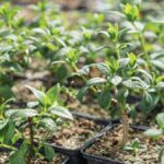 Alcorcón celebra la llegada de la primavera con un nuevo Intercambio Comunitario de Esquejes