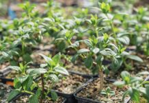 Alcorcón celebra la llegada de la primavera con un nuevo Intercambio Comunitario de Esquejes