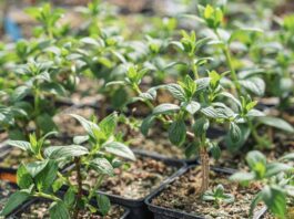 Alcorcón celebra la llegada de la primavera con un nuevo Intercambio Comunitario de Esquejes