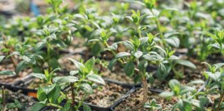 Alcorcón celebra la llegada de la primavera con un nuevo Intercambio Comunitario de Esquejes