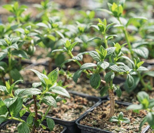 Alcorcón celebra la llegada de la primavera con un nuevo Intercambio Comunitario de Esquejes