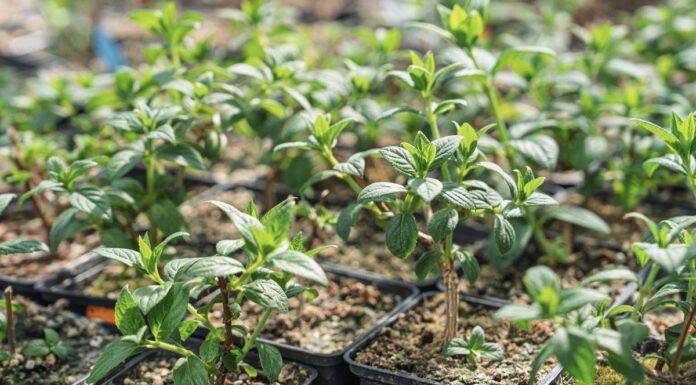 Alcorcón celebra la llegada de la primavera con un nuevo Intercambio Comunitario de Esquejes