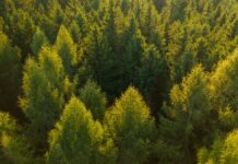 Alcorcón extraño II: La jauría Alcorcón extraño II: La jauría