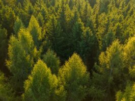 Alcorcón extraño II: La jauría Alcorcón extraño II: La jauría