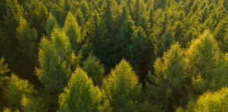 Alcorcón extraño II: La jauría