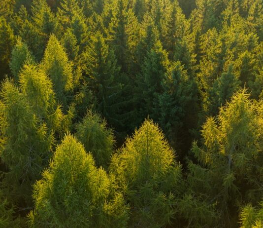 Alcorcón extraño II: La jauría