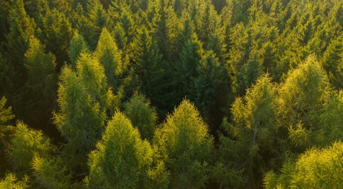 Alcorcón extraño II: La jauría Alcorcón extraño II: La jauría