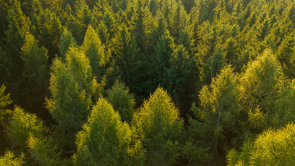 Alcorcón extraño II: La jauría