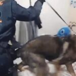 Golpe al tráfico de drogas en Alcorcón: desmantelan tres narcolocales e incautan una katana y un arma simulada