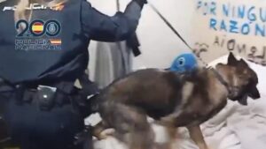 Golpe al tráfico de drogas en Alcorcón: desmantelan tres narcolocales e incautan una katana y un arma simulada