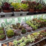Otro cierre en Alcorcón: Jardín Suculento bajará la persiana al finalizar el mes de abril