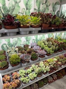 Otro cierre en Alcorcón: Jardín Suculento bajará la persiana al finalizar el mes de abril