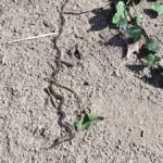 oruga-alcorcon-procesionaria