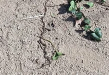 Llega la etapa de la oruga procesionaria: consejos para los vecinos de Alcorcón Llega la etapa de la oruga procesionaria: consejos para los vecinos de Alcorcón