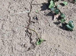 Llega la etapa de la oruga procesionaria: consejos para los vecinos de Alcorcón Llega la etapa de la oruga procesionaria: consejos para los vecinos de Alcorcón