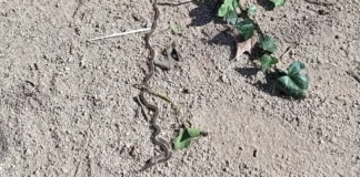 Llega la etapa de la oruga procesionaria: consejos para los vecinos de Alcorcón