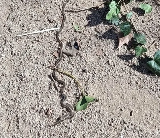 Llega la etapa de la oruga procesionaria: consejos para los vecinos de Alcorcón Llega la etapa de la oruga procesionaria: consejos para los vecinos de Alcorcón