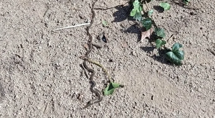 Llega la etapa de la oruga procesionaria: consejos para los vecinos de Alcorcón