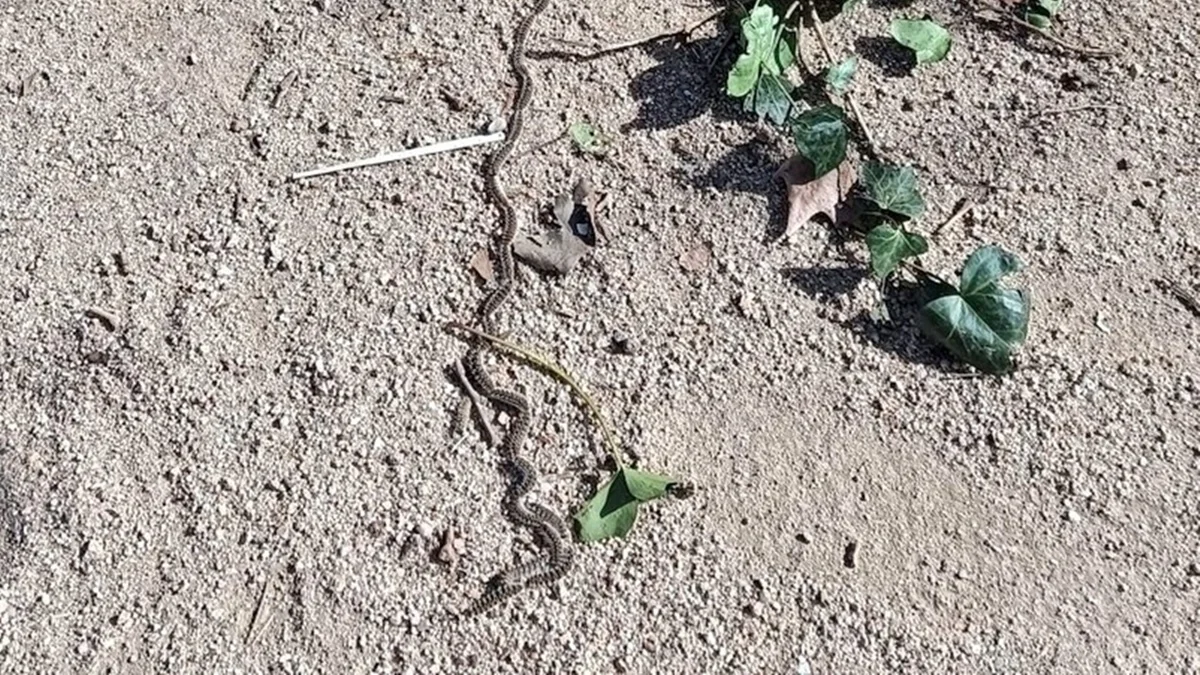 oruga-alcorcon-procesionaria Llega la etapa de la oruga procesionaria: consejos para los vecinos de Alcorcón