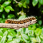 Llega la etapa de la oruga procesionaria: consejos para los vecinos de Alcorcón