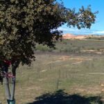 Ecologistas en Acción del Suroeste se pronuncia sobre la repoblación Retamar de la Huerta de Alcorcón