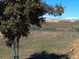 Ecologistas en Acción del Suroeste se pronuncia sobre la repoblación Retamar de la Huerta de Alcorcón