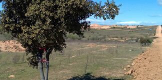 Ecologistas en Acción del Suroeste se pronuncia sobre la repoblación Retamar de la Huerta de Alcorcón