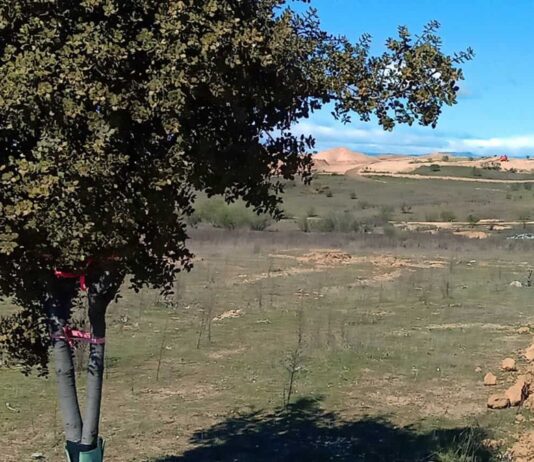 Ecologistas en Acción del Suroeste se pronuncia sobre la repoblación Retamar de la Huerta de Alcorcón