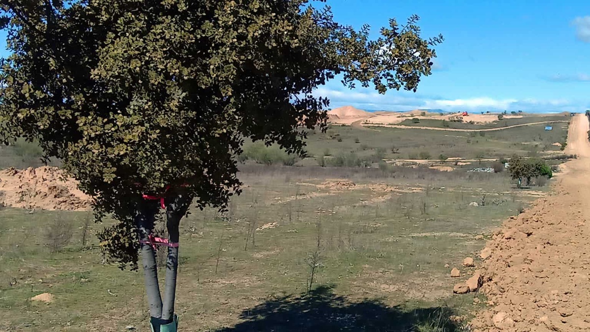 Ecologistas en Acción del Suroeste se pronuncia sobre la repoblación Retamar de la Huerta de Alcorcón