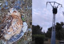 Preocupación en Alcorcón por la muerte de un cárabo en Fuente Cisneros
