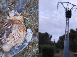 Preocupación en Alcorcón por la muerte de un cárabo en Fuente Cisneros