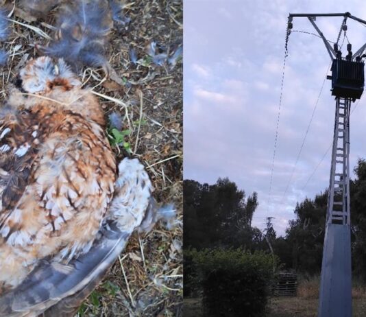 Preocupación en Alcorcón por la muerte de un cárabo en Fuente Cisneros Preocupación en Alcorcón por la muerte de un cárabo en Fuente Cisneros