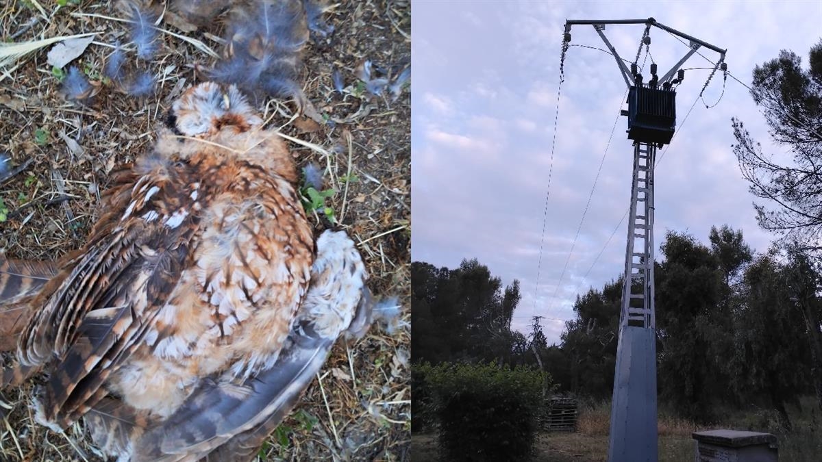 Preocupación en Alcorcón por la muerte de un cárabo en Fuente Cisneros