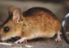 La Comunidad de Madrid lanza una guía sobre el hantavirus: esto deben saber los vecinos de Alcorcón