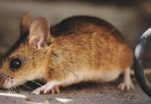 La Comunidad de Madrid lanza una guía sobre el hantavirus: esto deben saber los vecinos de Alcorcón