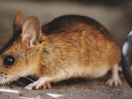 La Comunidad de Madrid lanza una guía sobre el hantavirus: esto deben saber los vecinos de Alcorcón La Comunidad de Madrid lanza una guía sobre el hantavirus: esto deben saber los vecinos de Alcorcón