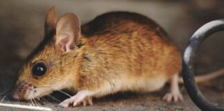 La Comunidad de Madrid lanza una guía sobre el hantavirus: esto deben saber los vecinos de Alcorcón