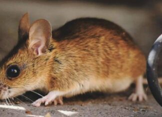 La Comunidad de Madrid lanza una guía sobre el hantavirus: esto deben saber los vecinos de Alcorcón