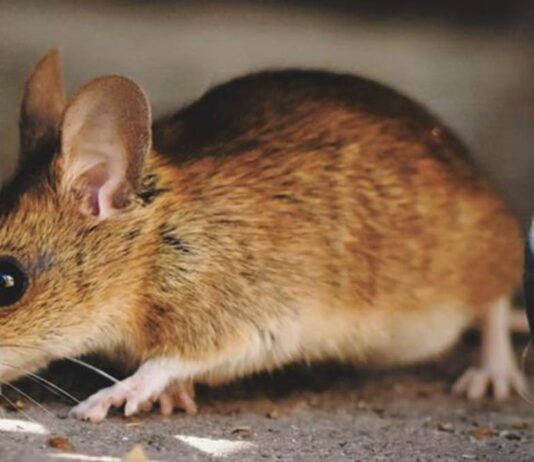 La Comunidad de Madrid lanza una guía sobre el hantavirus: esto deben saber los vecinos de Alcorcón La Comunidad de Madrid lanza una guía sobre el hantavirus: esto deben saber los vecinos de Alcorcón