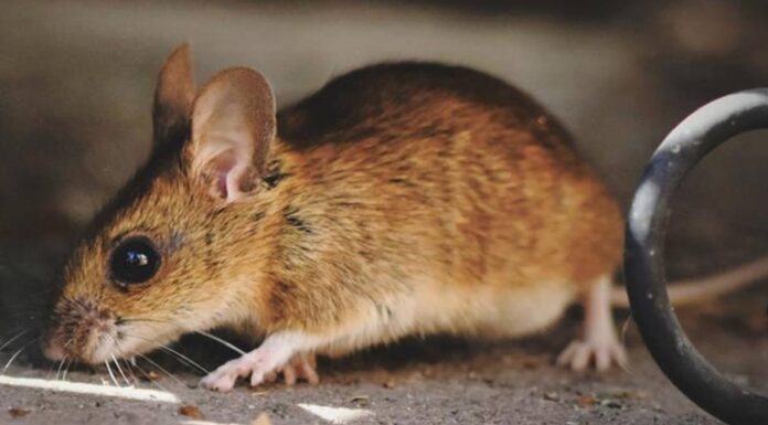La Comunidad de Madrid lanza una guía sobre el hantavirus: esto deben saber los vecinos de Alcorcón La Comunidad de Madrid lanza una guía sobre el hantavirus: esto deben saber los vecinos de Alcorcón
